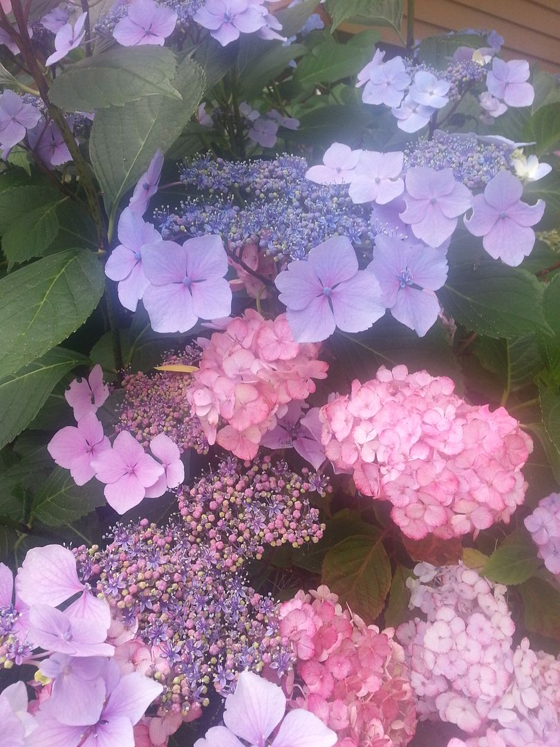  photo 20140718_102909_zps3mf4xjiq.jpg